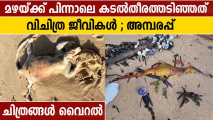 ഓസ്ട്രേലിയൻ കടൽ തീരത്ത് വിചിത്ര ജീവികൾ, അമ്പരപ്പിക്കുന്ന ദൃശ്യം | Oneindia Malayalam