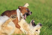 Comment stopper une bagarre entre chiens