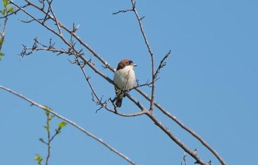 ZEYTİNPARK, GÖÇMEN KUŞLARIN YUVASI OLDU