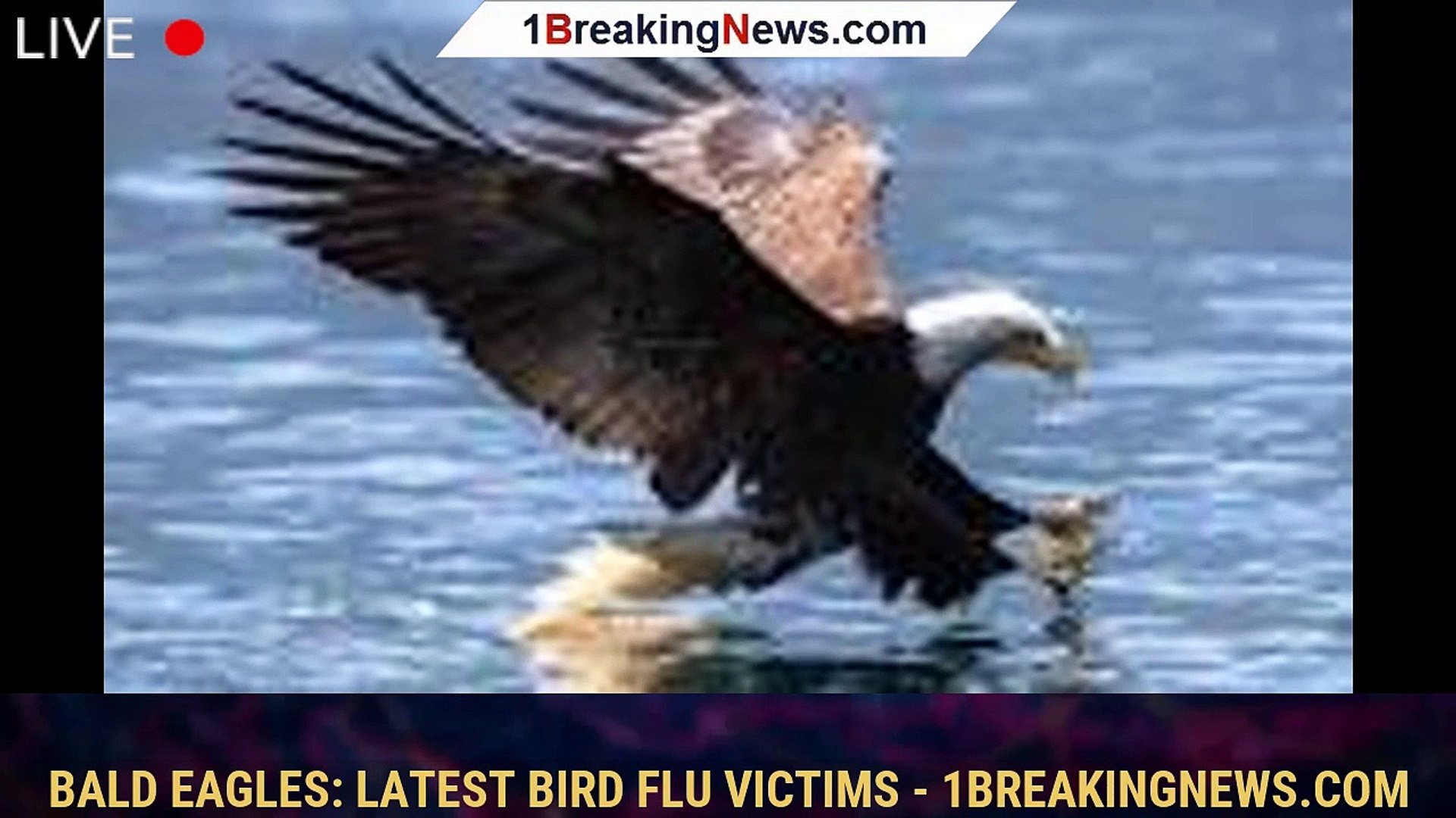 Bald eagles: Latest bird flu victims - 1breakingnews.com