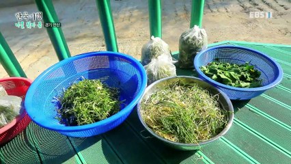 한국기행 - Korea travel_나물 찾아 봄 2부- 풍도, 야생화 피면 찾아오지_#002