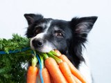 Studie: Vegan ernährte Hunde leben gesünder