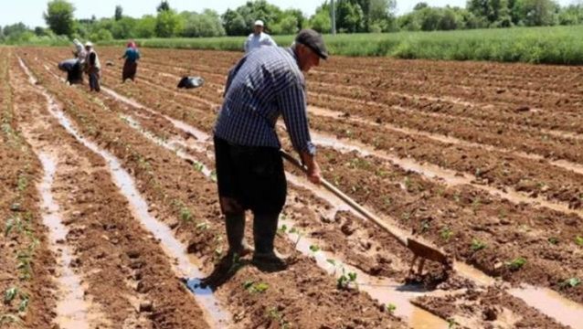 Domatesin, biberin, salatalığın bu kadar pahalı olmasının nedeni bu mu? Son 6 yılda hacze maruz kalan tarım arazi sayısı yüzde 101 arttı