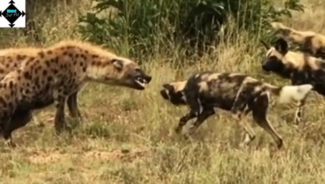 African Wild Dog and spotted garden eels || weird animals || trivia