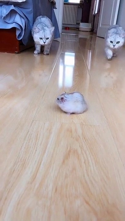 cutes-meong