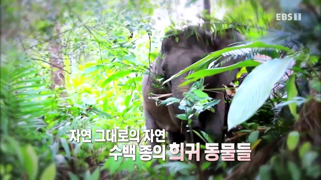 세계테마기행 - 구석구석 태평양 유람기- 열대 우림을 가다, 보르네오_#001