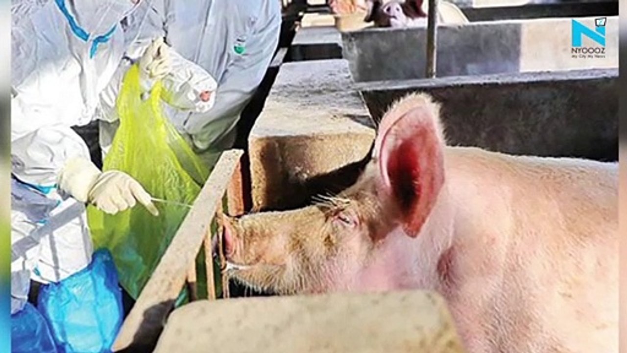 After Mizoram, African swine fever breaks out in Tripura, mass execution of pigs ordered