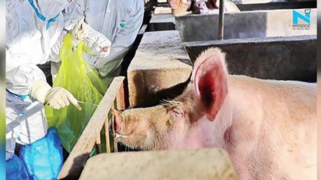 After Mizoram, African swine fever breaks out in Tripura, mass execution of pigs ordered