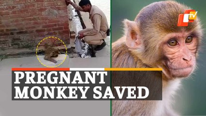WATCH | UP Constable Saves Life Of Pregnant Monkey