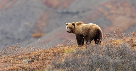 Italie : un ours voleur de biscuits, transféré dans un parc animalier, a réussi à retrouver sa boulangerie préférée