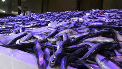 "Hamsi" diyerek geçme! Ülkeye CHP'den bile daha faydalı: Bakın Türkiye'ye kaç dolar getirdi