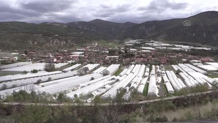 Amasya'da fırtına seralara zarar verdi