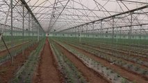 Bafra Ovası'nda ihracata yönelik kışlık sebze 