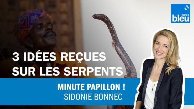 3 idées reçues sur les serpents