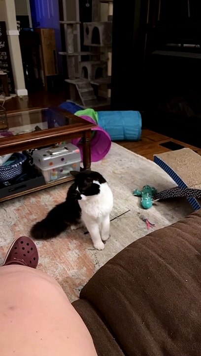 Cat's Sudden Attack Leads to Retaliation