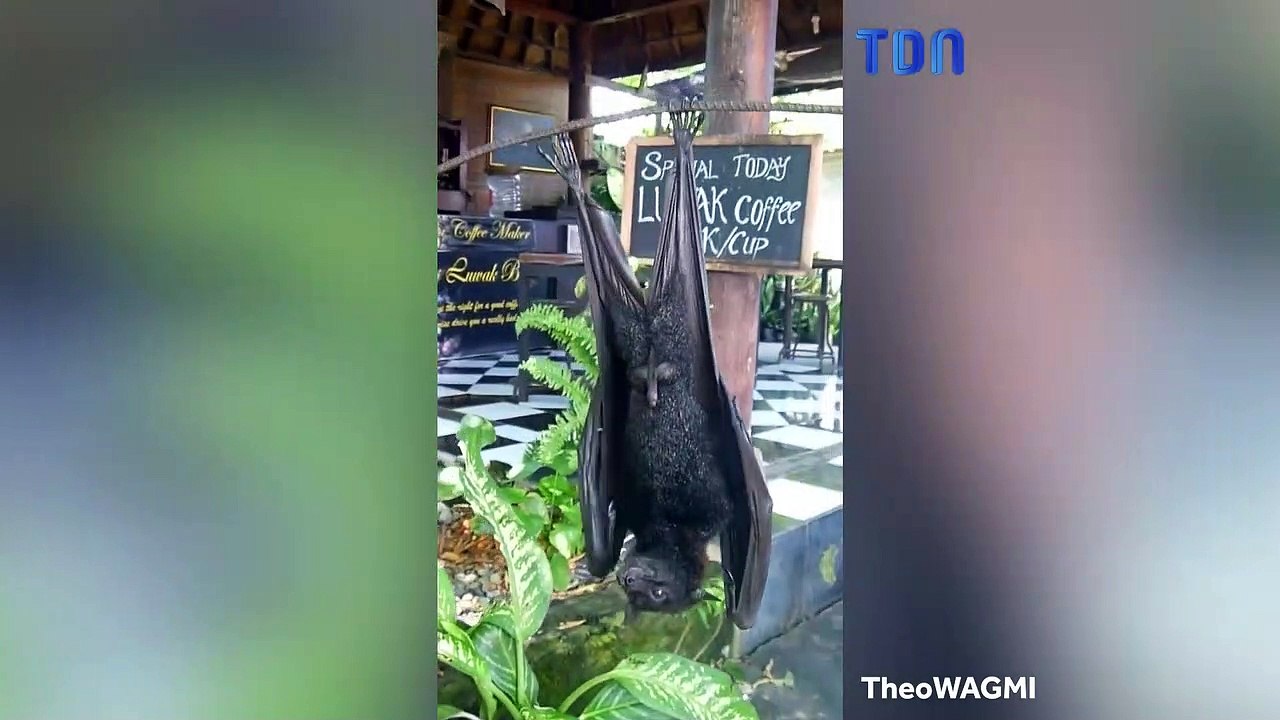 Cet internaute filme une chauve-souris géante
