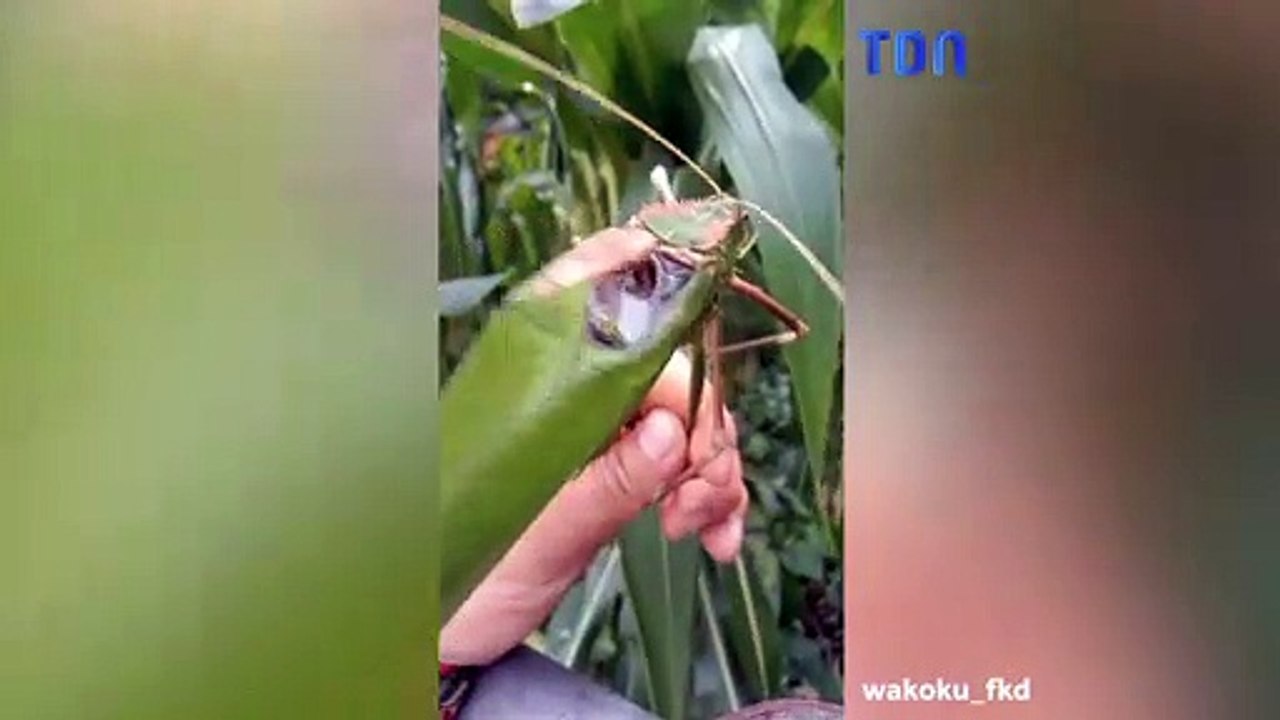 Les ailes de cette sauterelle géante font un bruit étonnant