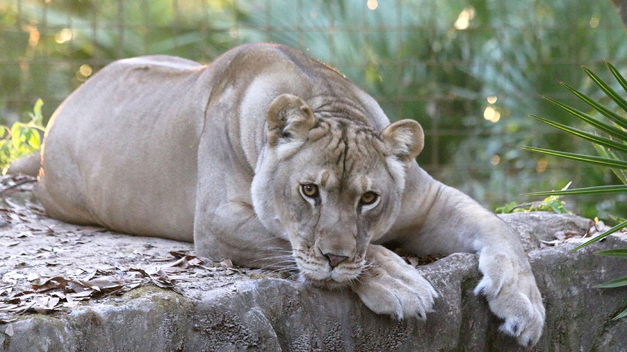Lion Has A Ball