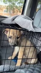 Impatient Puppy Knows When She is Close to Home