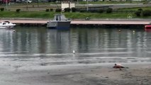 Karadeniz'de yunus ölümleri devam ediyor! Samsun'da ölü yunus kıyıya vurdu