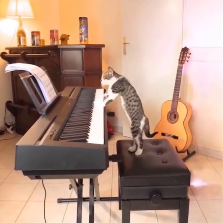 Funniest Cats  - Don't try to hold back Laughter  - Funny Cat stories