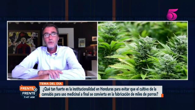 Producir un gramo de cannabis medicinal en Honduras costaría 15 centavos de dólar