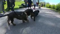 Cientos de perros salchicha se unen en Múnich para celebrar los 50 años de los Juegos Olímpicos