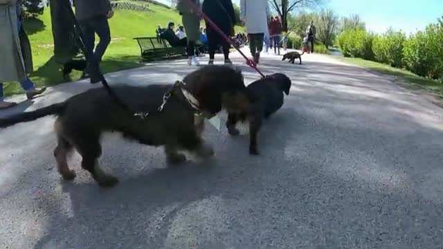 Cientos de perros salchicha se unen en Múnich para celebrar los 50 años de los Juegos Olímpicos