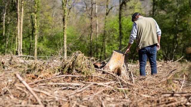 «Ca rapporte plus que le trafic de drogue» : ces forêts rasées en quelques heures par des voleurs de bois