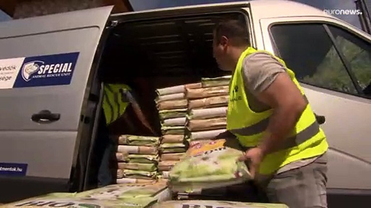 Ungheria, organizzazioni animaliste portano settimanalmente cibo per animali in Ucraina