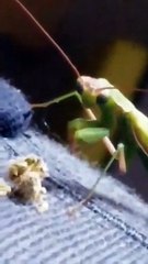 Praying Mantis Eats Marijuana Flower