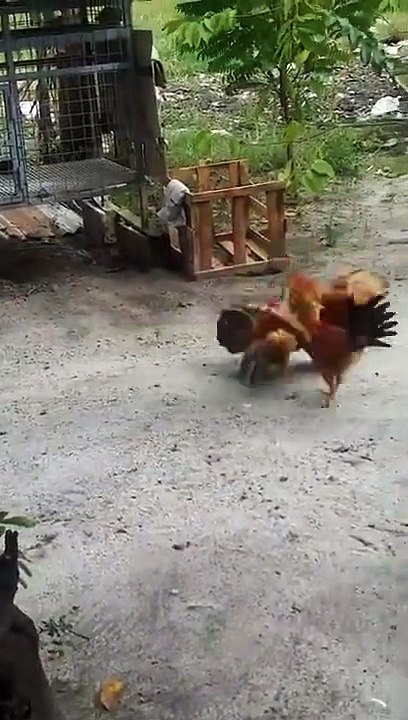 Funniest Moment of Cock Fighting