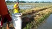 Planting Rice | Farmer's Life Vlog