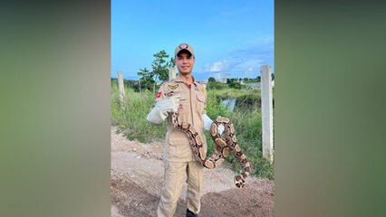 Cobra com mais de 2,5 metros é encontrada dentro de uma casa no Distrito de São Gonçalo em Sousa