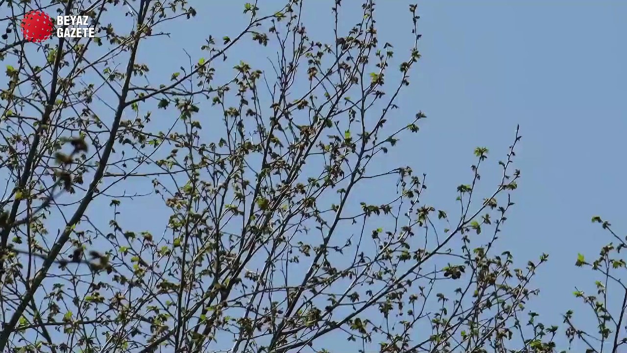 Baykar yeni görüntüleri paylaştı! Bayraktar DİHA test uçuşunda...