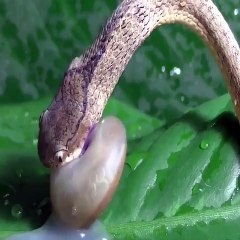 Crocodiles ambush to hunt