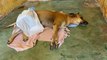 Emocionados, moradores pedem ajuda para cirurgia em cadela que foi atropelada em Cajazeiras