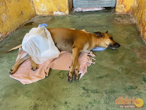 Emocionados, moradores pedem ajuda para cirurgia em cadela que foi atropelada em Cajazeiras