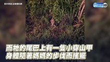 穿山甲媽媽揹子過馬路 幼崽緊抓尾巴萌翻眾網友