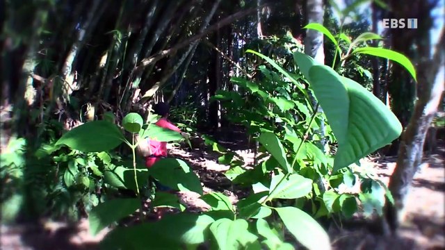 세계테마기행 - 구석구석 태평양 유람기-대자연의 선물, 호주_#001