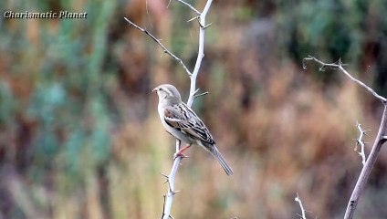 House Sparrow Seen Almost Any Month of the Year