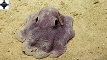 Dumbo Octopus and the Philippine Tarsier || weird animals || trivia