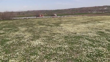 Batmanlı arıcılar yüksek rekolte beklentisiyle yeni sezona hazırlanıyor