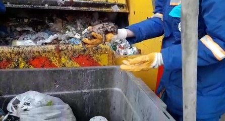 Çöpten kurtarılan yavru kediler görenlerin yüreğini burktu