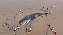 Çin’de 60 tonluk balina için 20 saatlik kurtarma operasyonu