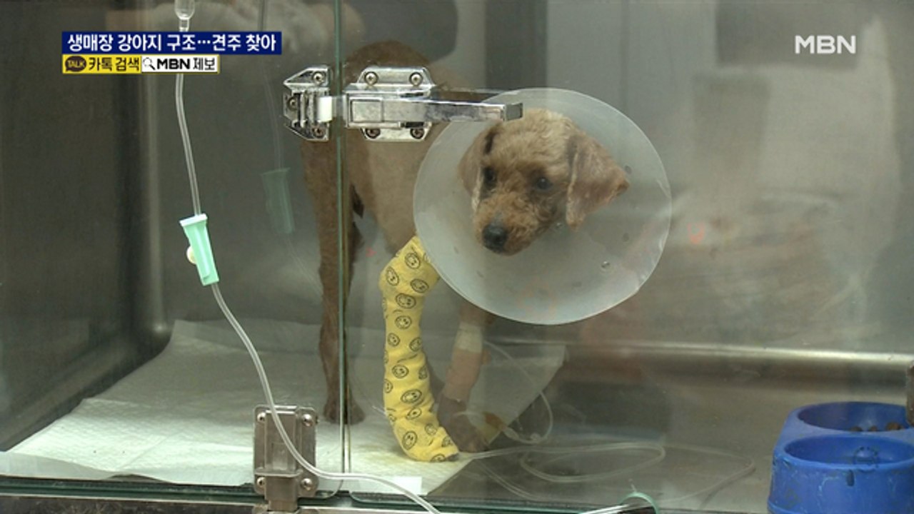 제주서 산 채로 땅에 묻힌 강아지 발견…경찰, 등록칩으로 견주 찾아내