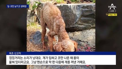 입·코만 남기고 생매장된 푸들 발견…경찰, 수사 착수