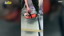 This Dog Does Not Want to Exercise