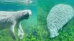 ''Hungry, Hungry' sea cow ignores kayaker while grazing on eelgrass '