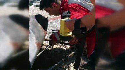 Yeni doğan kedinin hayatını kurtardı